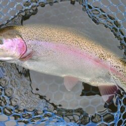 大物のタナは浅い ～岡崎トラウトポンド～